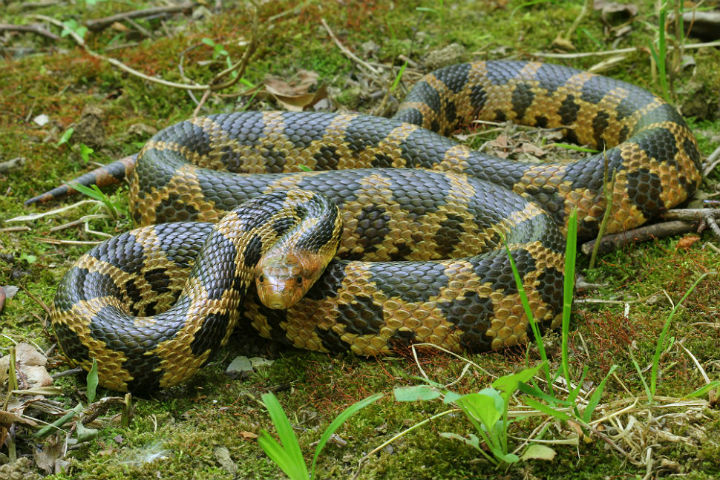 Eastern Fox Snake